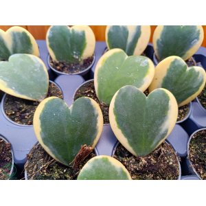Hoya kerrii - výška 5+ cm, kont. P6